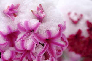 雪覆风信子