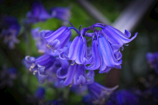 蓝铃花特写