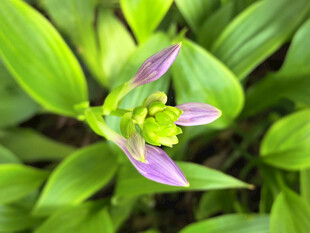 紫色玉簪花特写