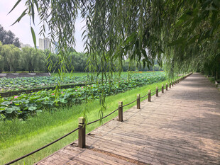 湖畔柳荫下的木栈道美景