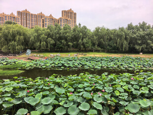 湖畔荷叶景观