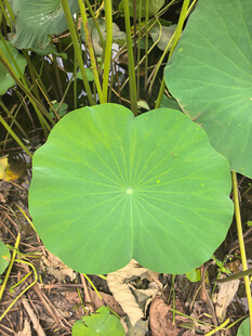 翠绿荷叶特写