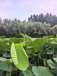 夏日荷塘美景