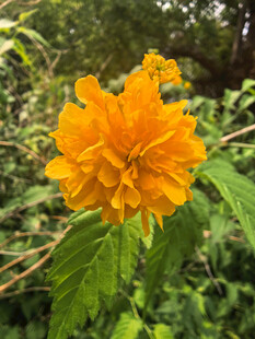 绽放的黄色棣棠花
