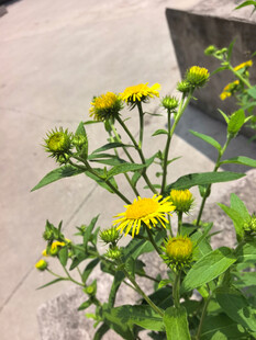 黄色小菊花绽放于绿植间