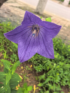 紫色桔梗花特写