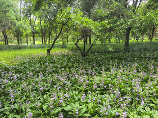 林间繁茂花草景观
