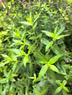 嫩绿植物生机勃勃