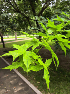 翠绿掌状叶片植物特写