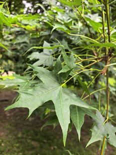 翠绿掌状叶片植物特写