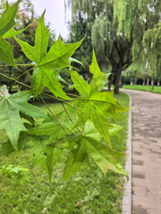 路边翠绿枫叶与葱郁树木