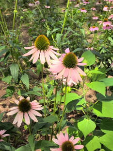 美丽松果菊绽放于绿野