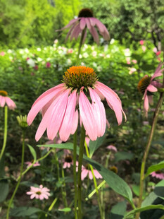 粉色松果菊绽放于绿野