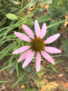 粉色松果菊特写