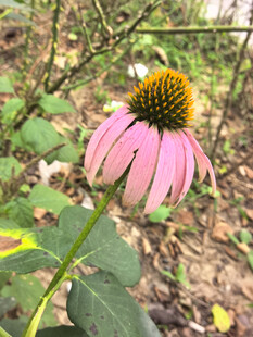 粉色松果菊绽放于绿野