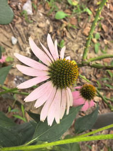 粉色松果菊绽放于绿野