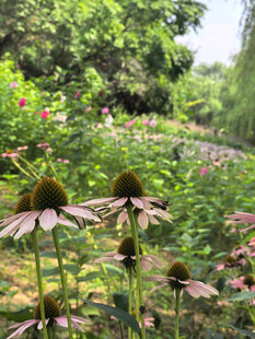 夏日花园中的美丽紫锥菊