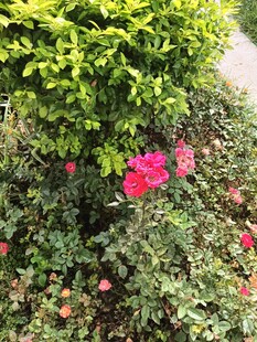 月季花
