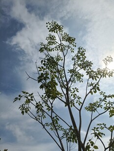 蓝天映衬下的繁茂树枝