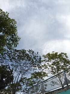 蓝天白云下的绿树