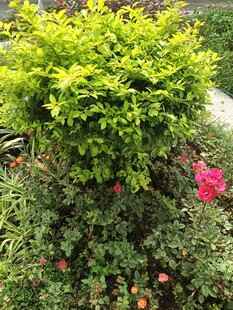 月季花