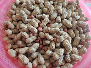 饱满花生