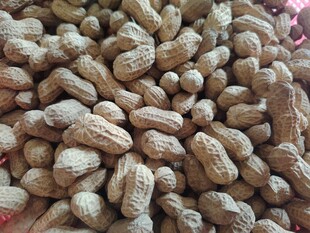 饱满花生堆