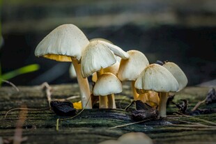 木头上生长的簇状白色蘑菇