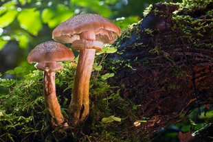 林间蘑菇生长于青苔之上