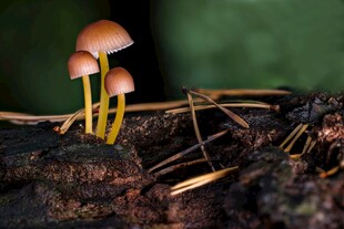 林间小蘑菇自然小清新
