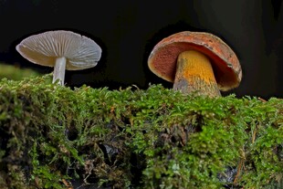 苔藓上的双蘑菇