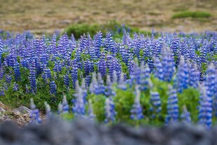 蓝羽扇豆花田美景