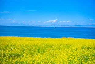 海边油菜花田美丽风光