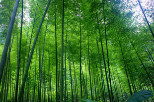 翠绿竹林自然清新之景