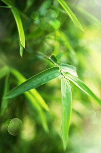 竹叶上的蜻蜓