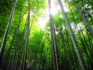 阳光照耀下的翠绿竹林