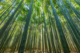 翠绿竹林自然清新之景