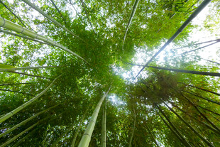 仰望茂密竹林绿意盎然
