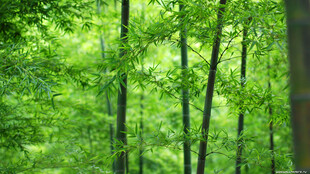 翠绿茂密的林间景象