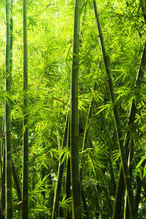 翠绿竹林清新自然之景