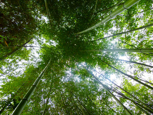 仰望翠绿竹林美景