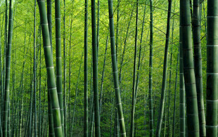 翠绿竹林的清新自然景致