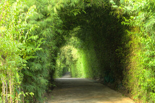 绿荫隧道自然静谧之景