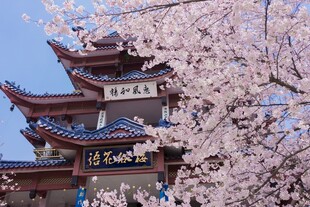 樱花掩映下的中式古建筑