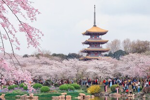 樱花环绕的古塔美景