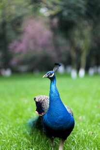 草地上的美丽蓝孔雀