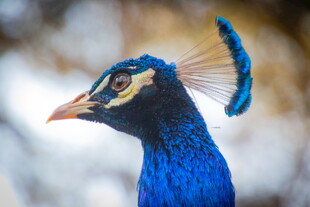 蓝孔雀特写