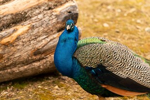 美丽孔雀靠在木旁