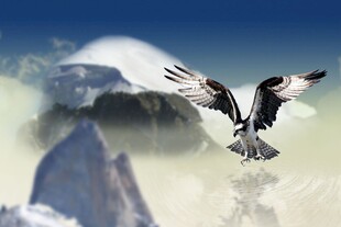 雄鹰翱翔于雪山之巅