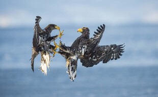 双鹰空中争食瞬间